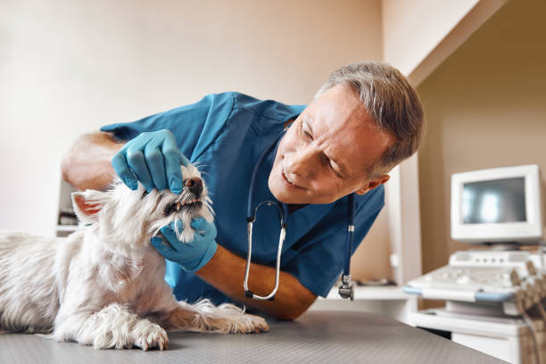 Best Pediatric Emergency Dentist in Clton, IN